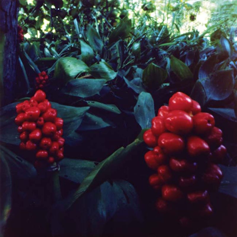 "Arum Orientale" 2010; 28 x 28 cm, C-Print